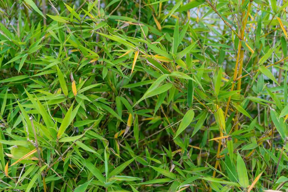 Phyllostachys aurea aka Golden Bamboo