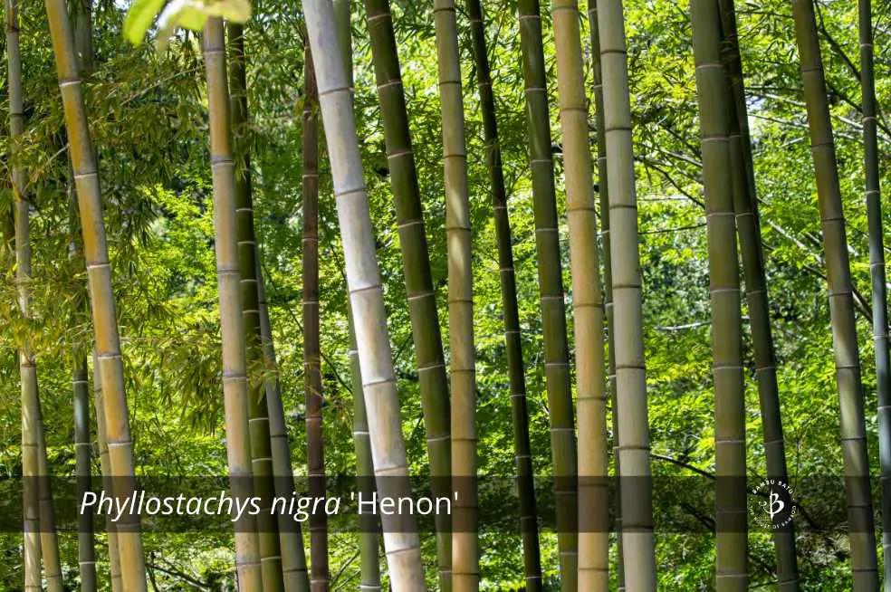 Phyllostachys ‘Henon’: Giant Gray Bamboo