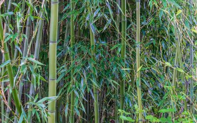 Temperate timber bamboo for cool climates