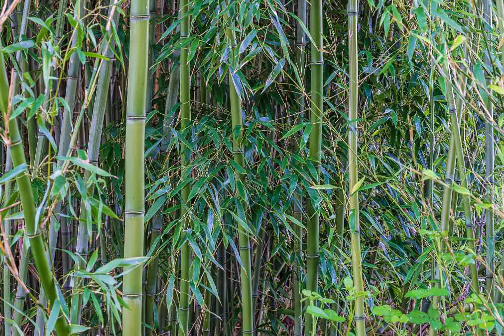 Phyllostachys temperate timber bamboo