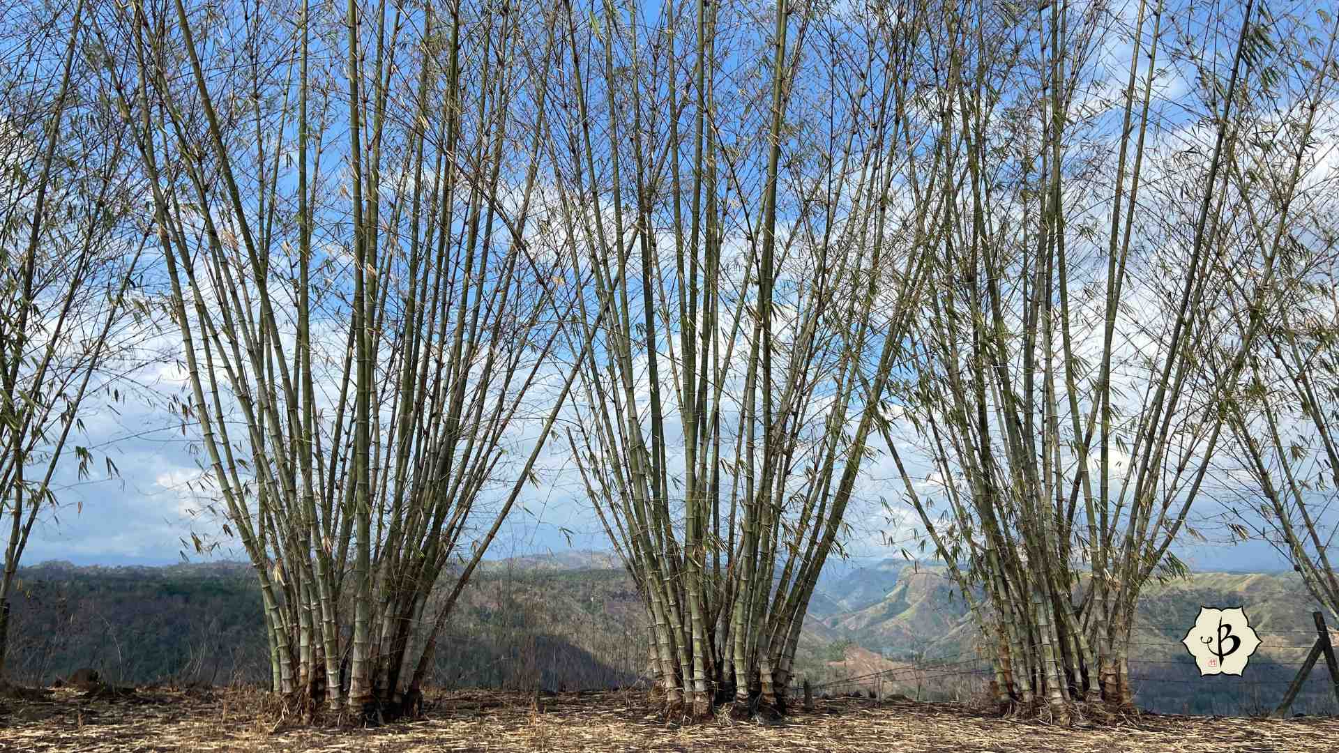 Asper bamboo for erosion in Philippines