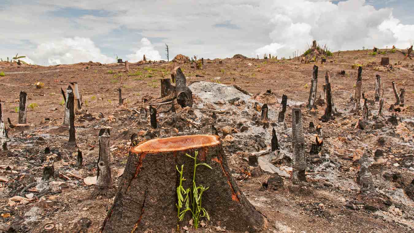 Bamboo is the alternative to deforestation