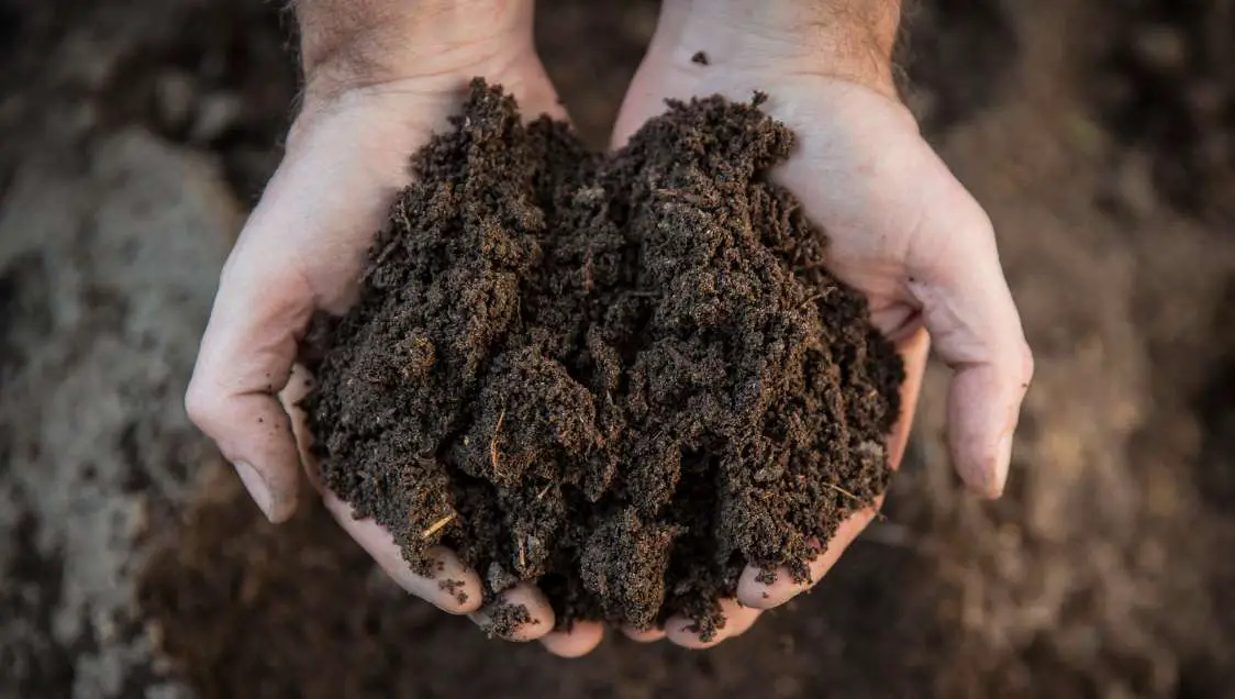 Compost handful