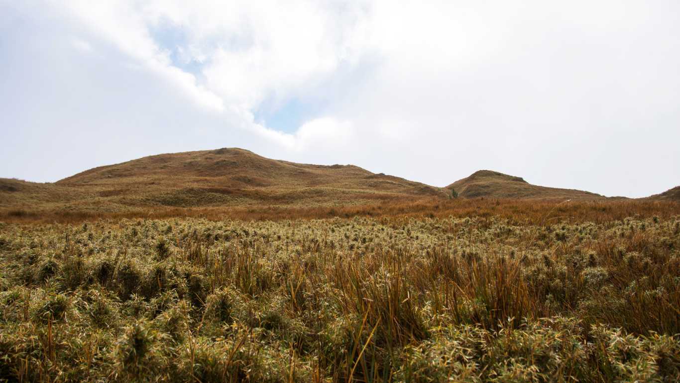 Dwarf Bamboo on Mount Pulag Philippines