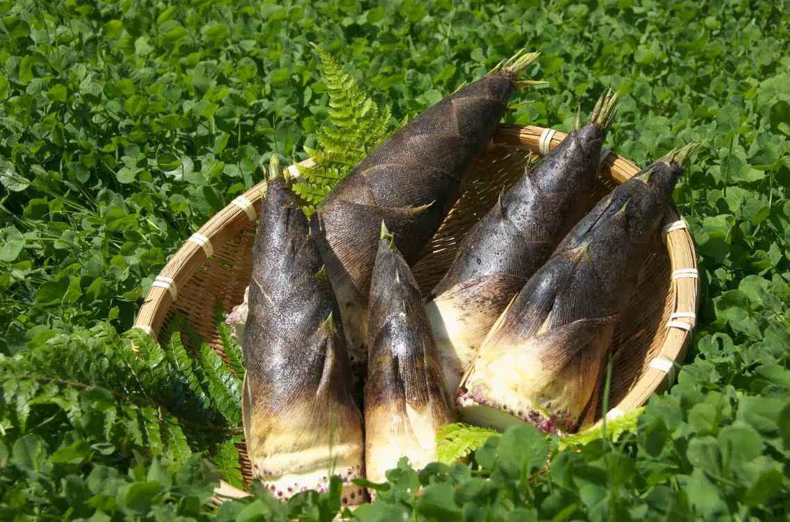 Harvest bamboo shoots to eat
