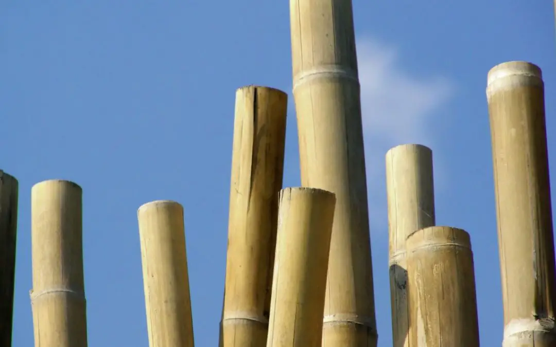 Make money growing bamboo