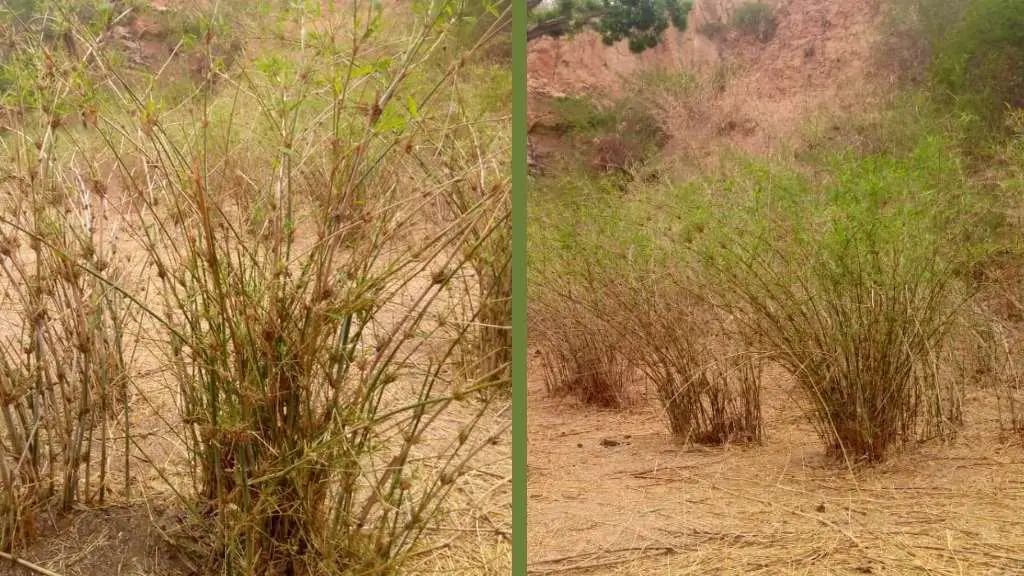 Oxytenanthera abyssinica bamboo in Sahel