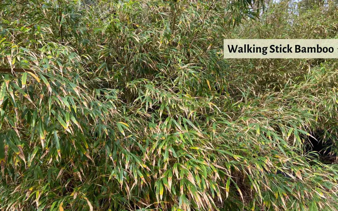 Wispy leaves of Walking Stick Bamboo