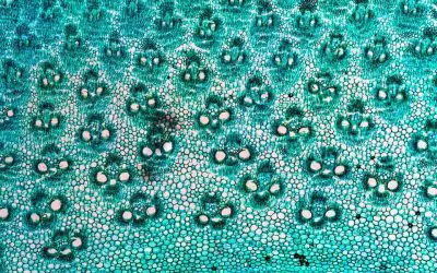 Bamboo micropropagation with tissue culture