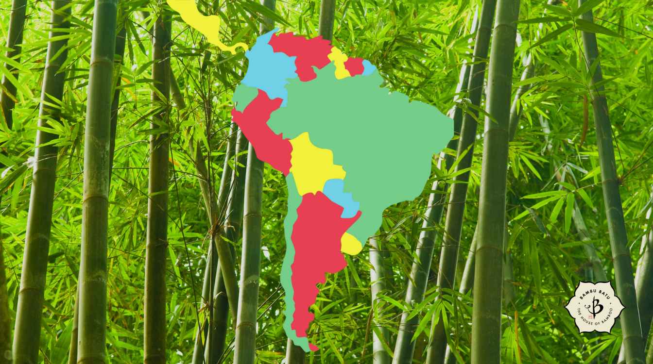 Bamboo of South America