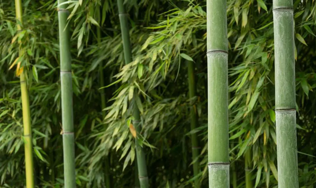 Best species for bamboo farming