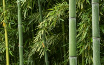 Best bamboo species for farming: Cultivating allies