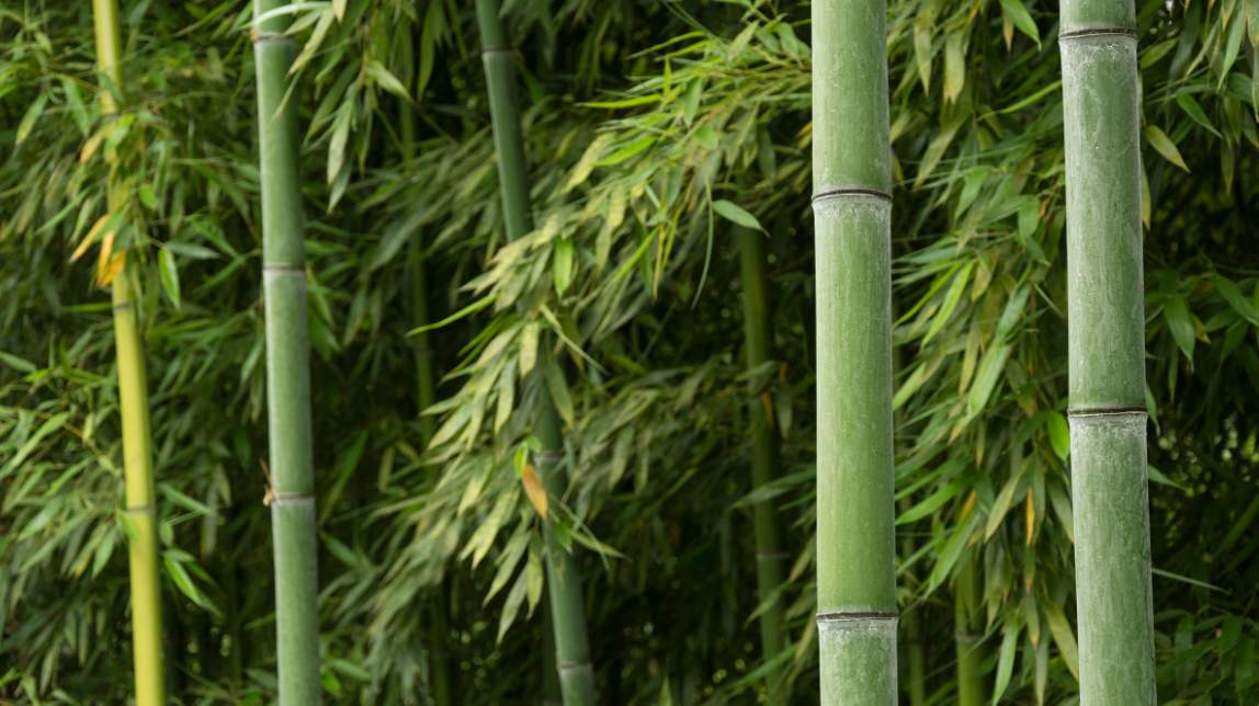 Best species for bamboo farming