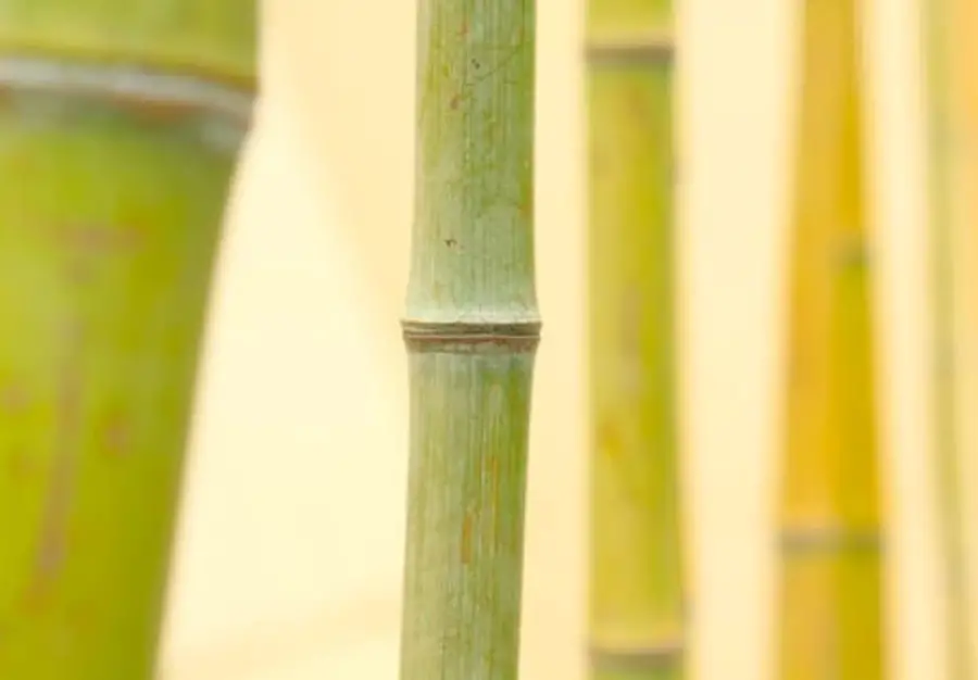 Is bamboo lucky? Gardening for good fortune