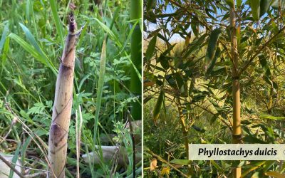 Phyllostachys dulcis: Sweet shoot bamboo