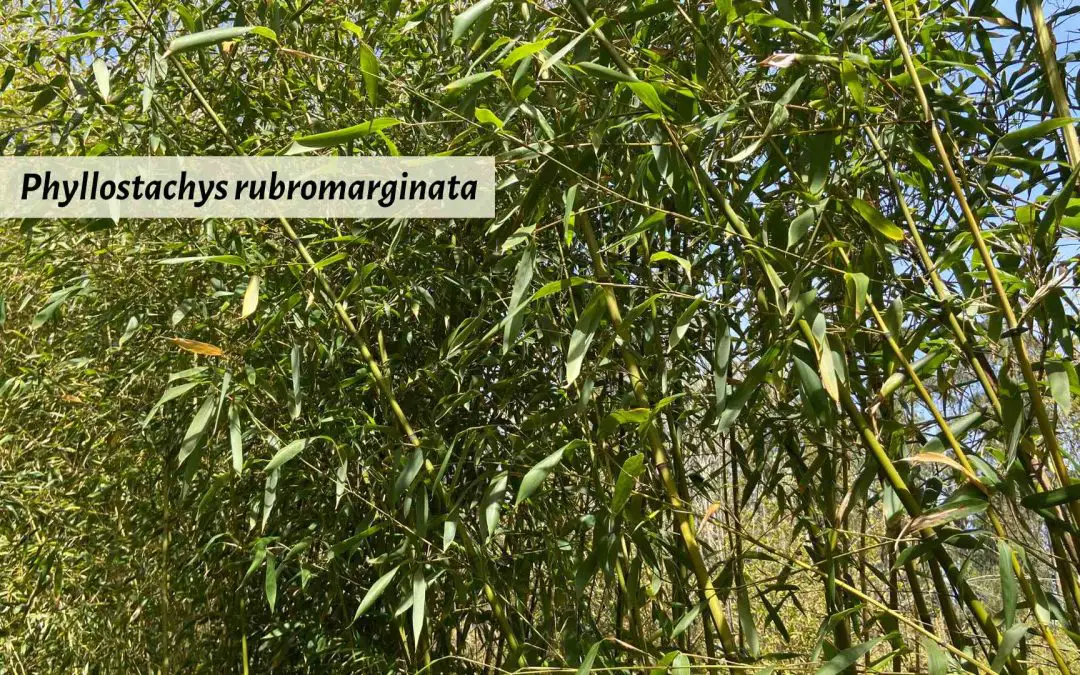 Phyllostachys rubromarginata: Red Margin Bamboo