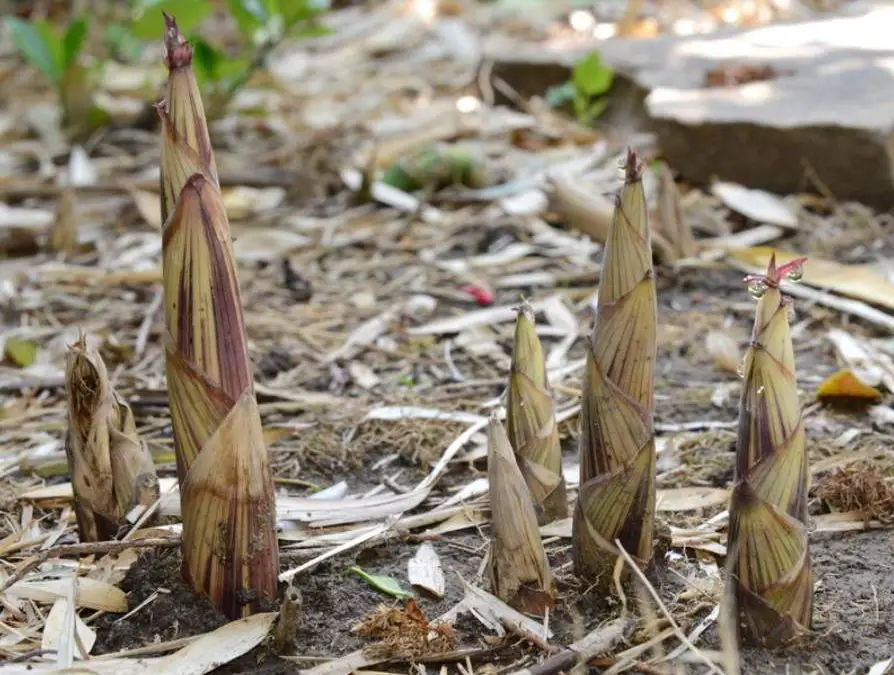 Are Bamboo Shoots poisonous