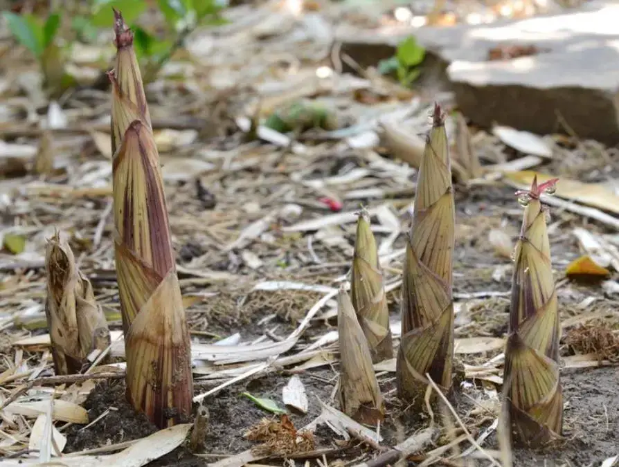 Are Bamboo Shoots Poisonous? Debunking Myths Safely