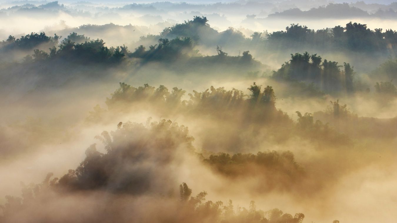 Bamboo in the mountains