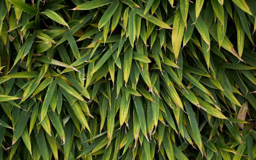 Bamboo leaves turn yellow
