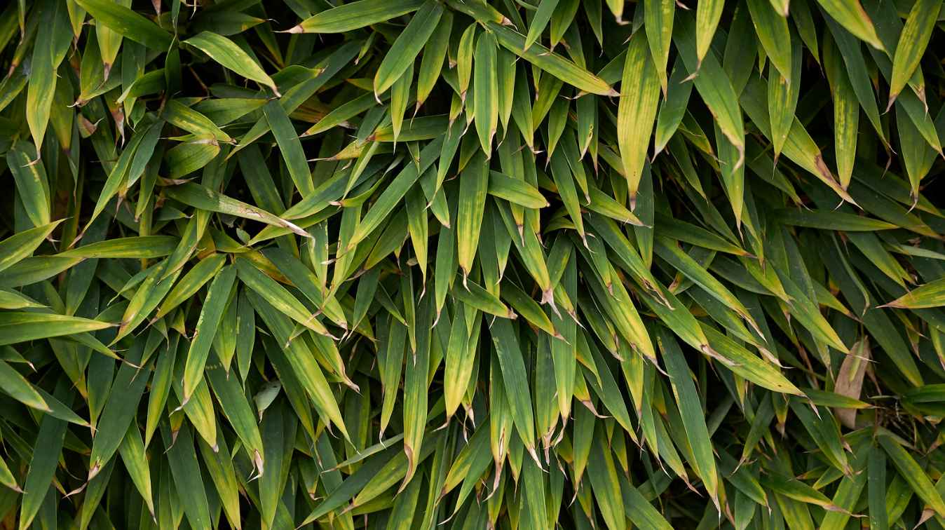 When bamboo leaves turn yellow or brown Bambu Batu