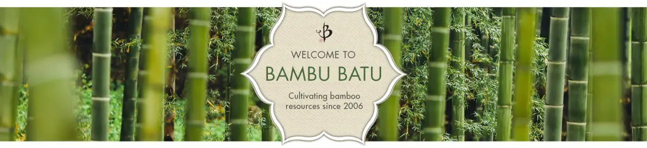 Bamboo Species Guide Bambu Batu