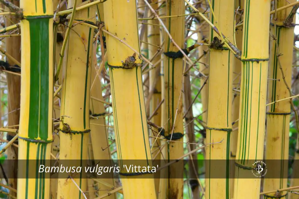 Bambusa vulgaris Vittata bamboo species