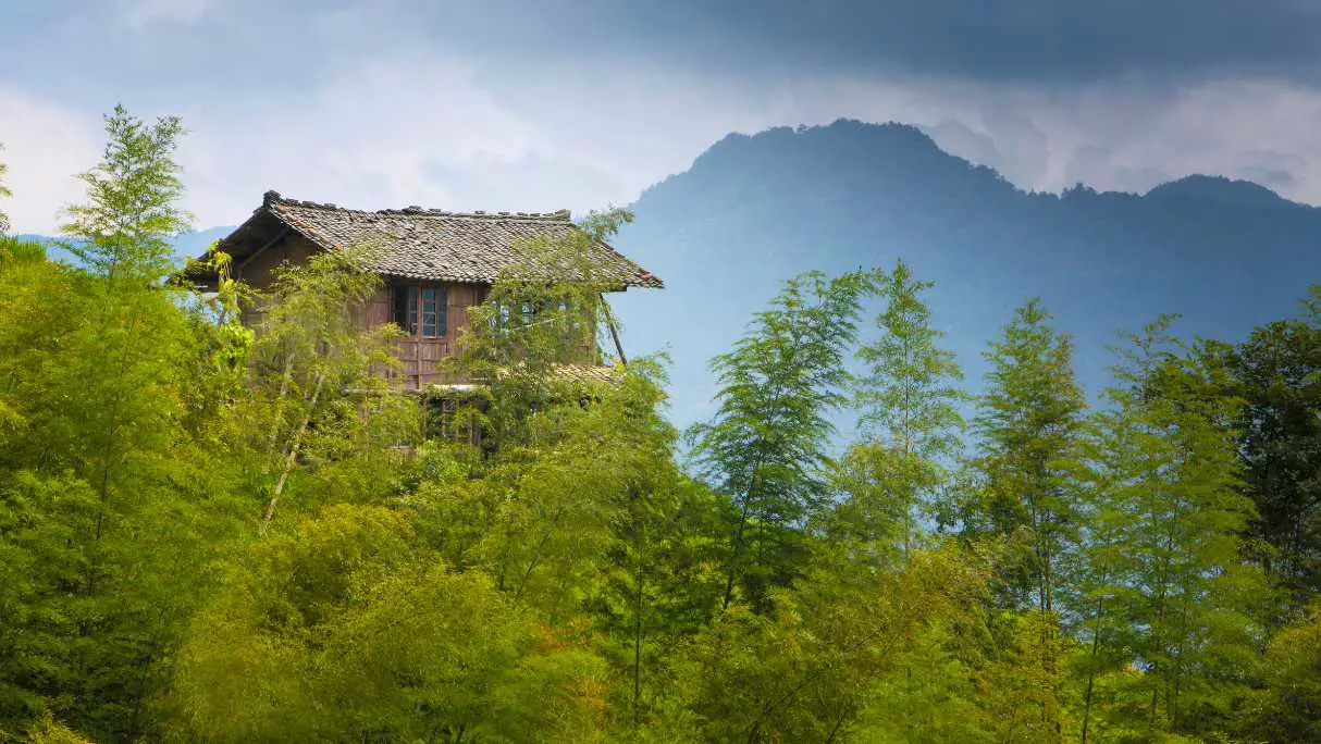 Chinese Mountain Bamboo