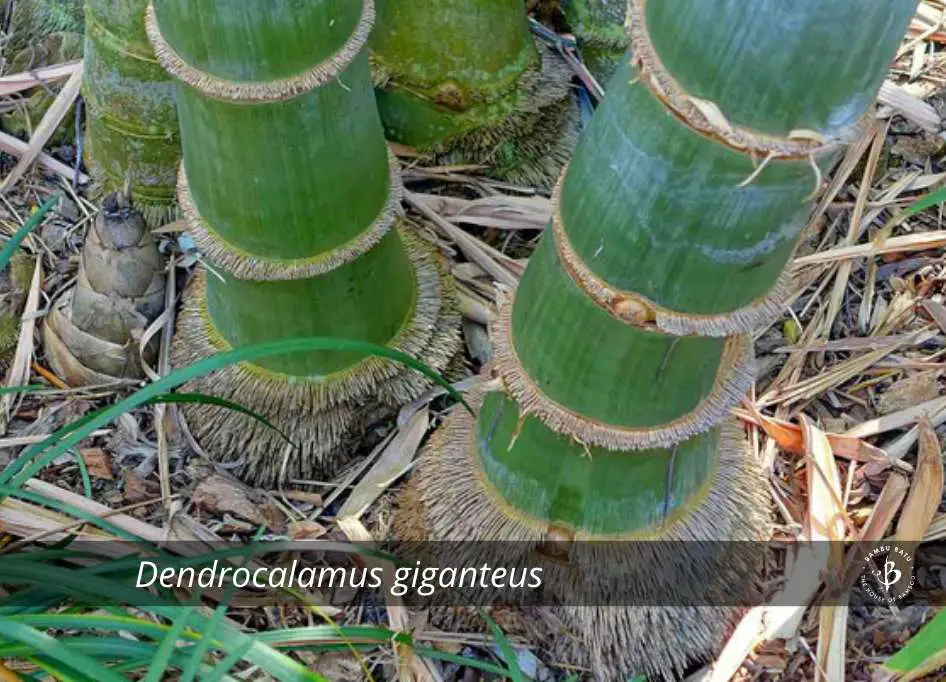 Dendrocalamus giganteus species 2