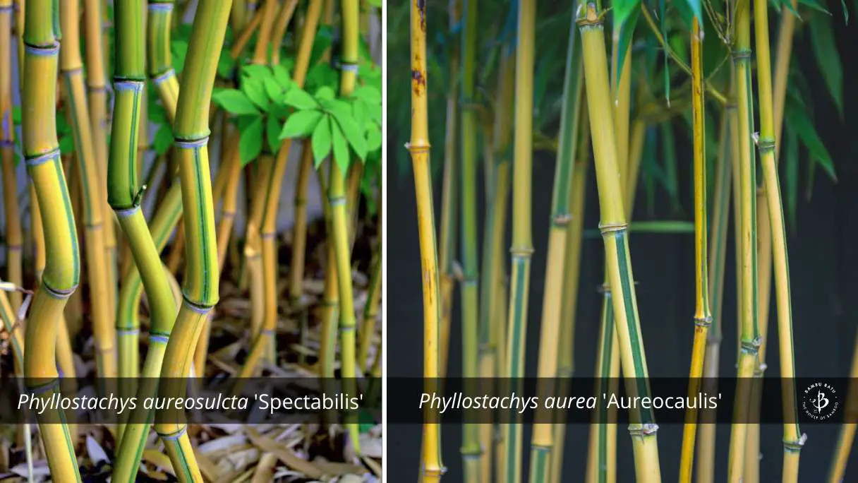 Phyllostachys bamboo species identification