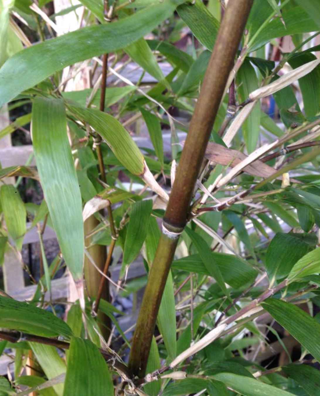 Semiarundinaria fastuosa bamboo closeup