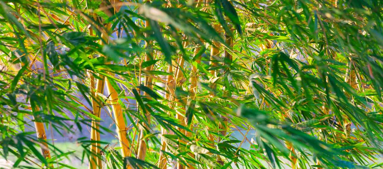 Bamboo blowing in the wind
