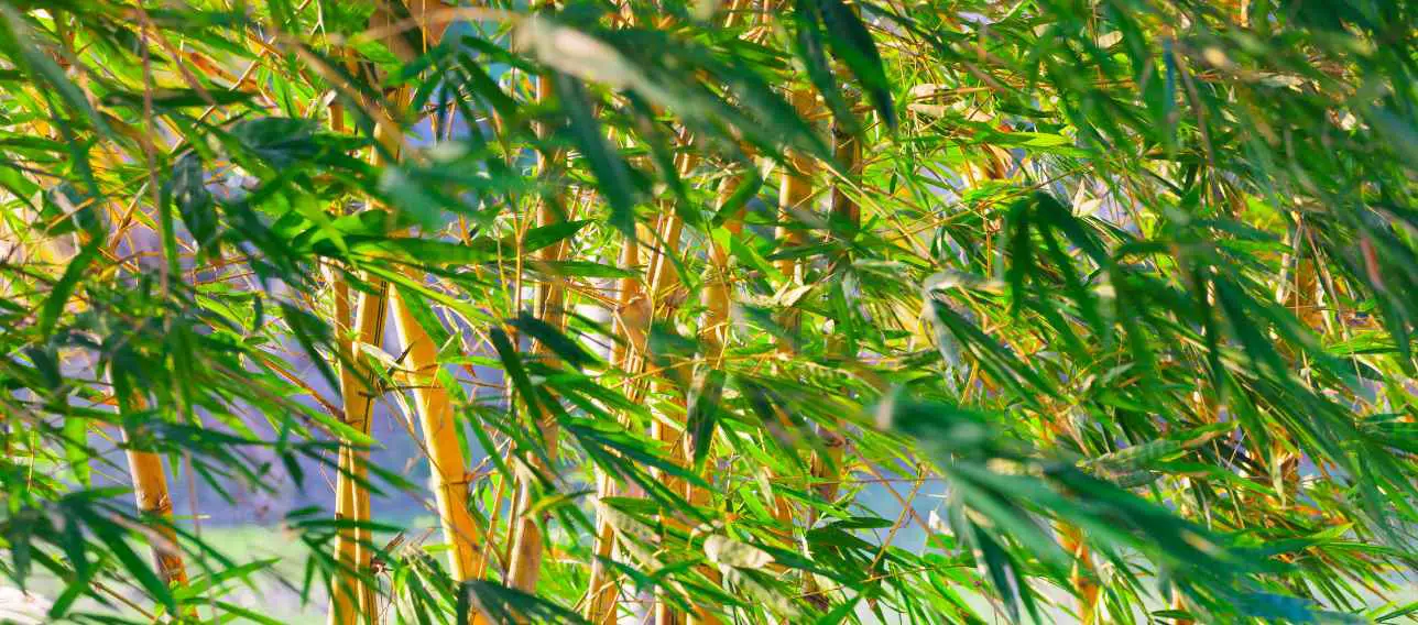 Bamboo blowing in the wind