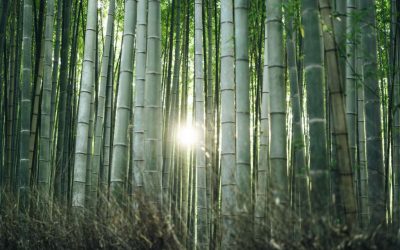 Asian bamboo plantations: The next palm oil?