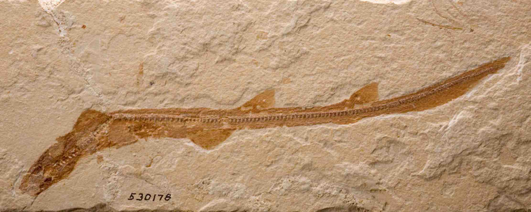 Bamboo shark fossil