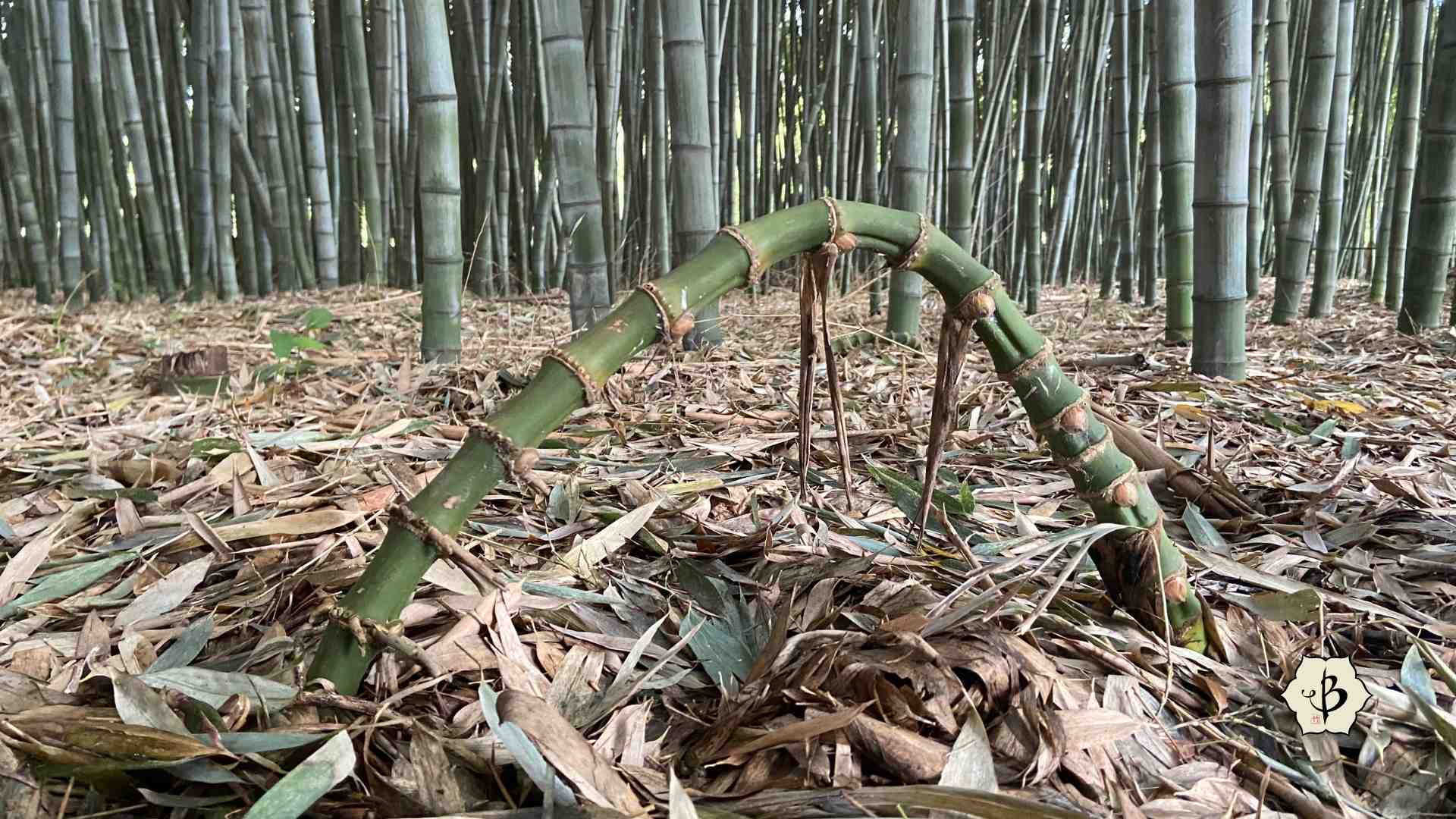 Running Bamboo Rhizome
