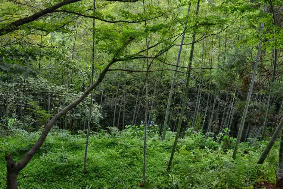 Batumi Botanical Garden Georgia