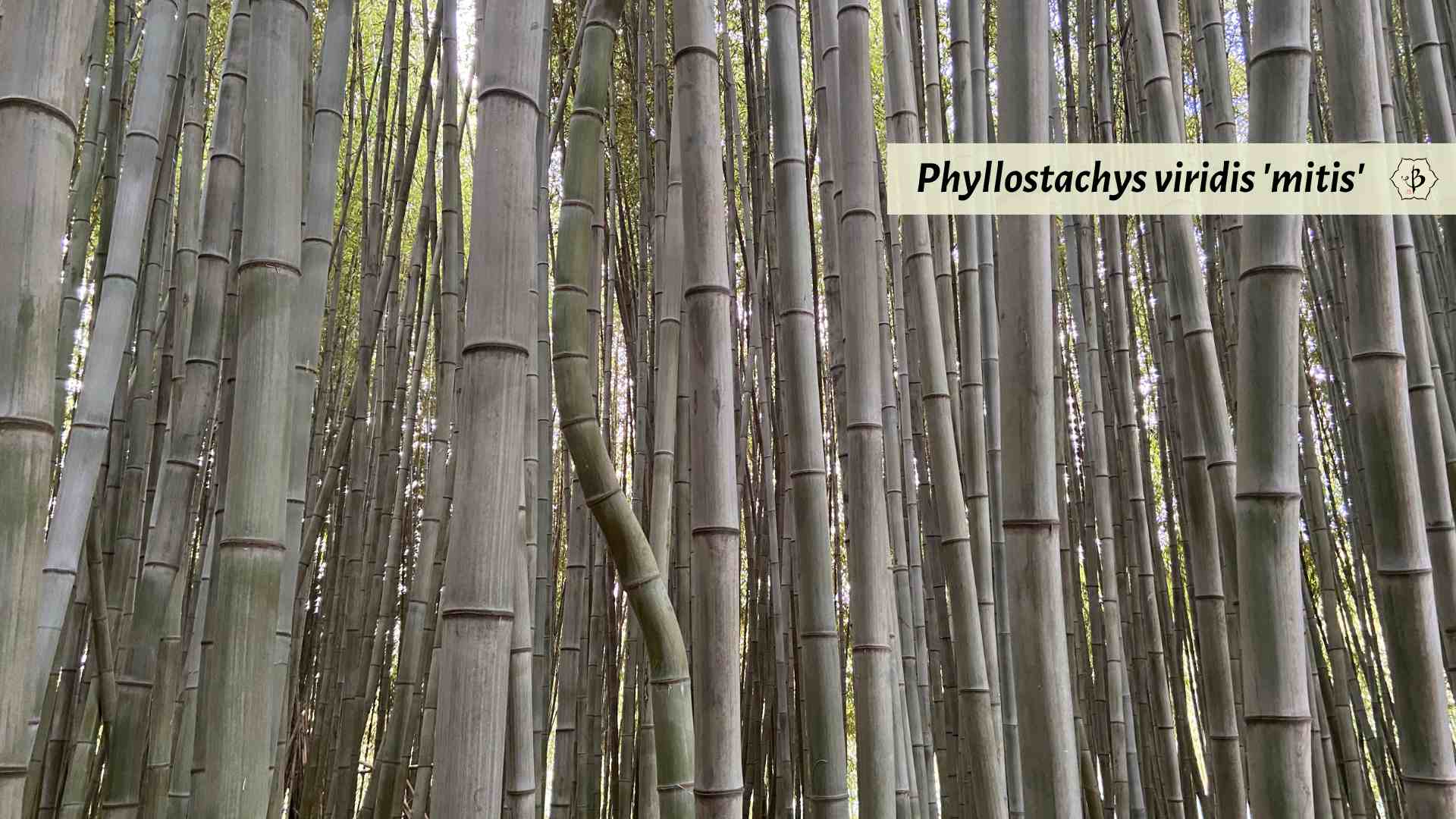 Phyllostachys viridis 'mitis' in France