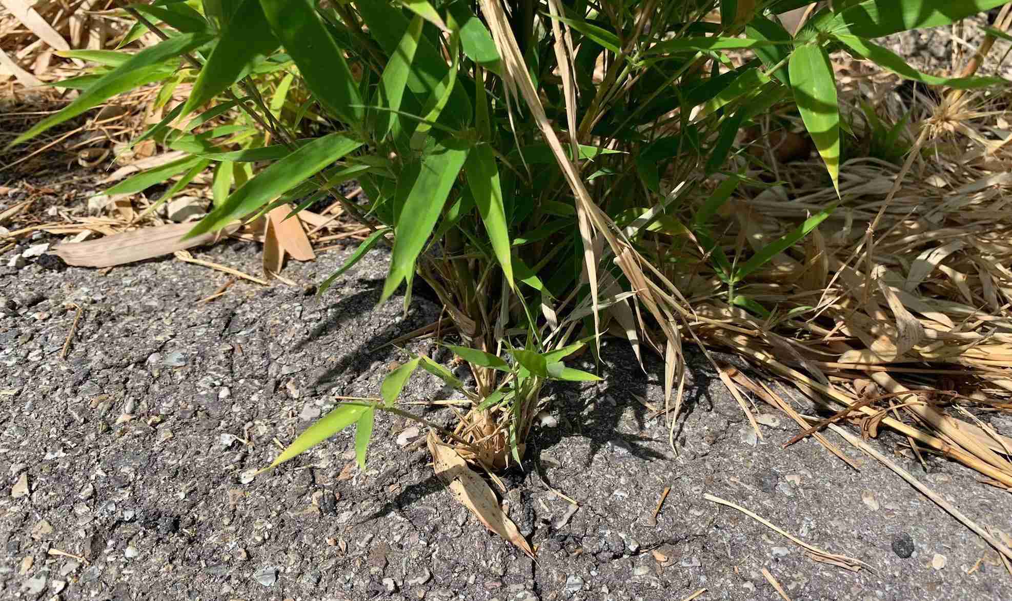 Running bamboo breaks through asphalt