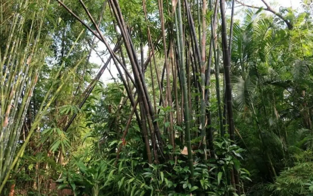 Bamboo in Thailand Bambusa lako