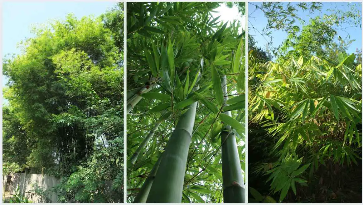 Native Bamboo in Thailand