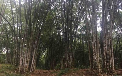 Bamboo in Ecuador: Challenges and Opportunities