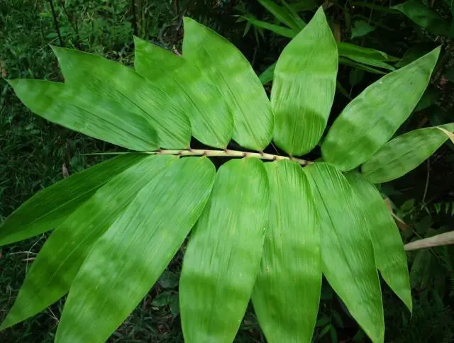 Dendrocalamus maximuslamina in Thailand