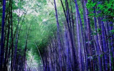 Purple Bamboo: An online phenomenon