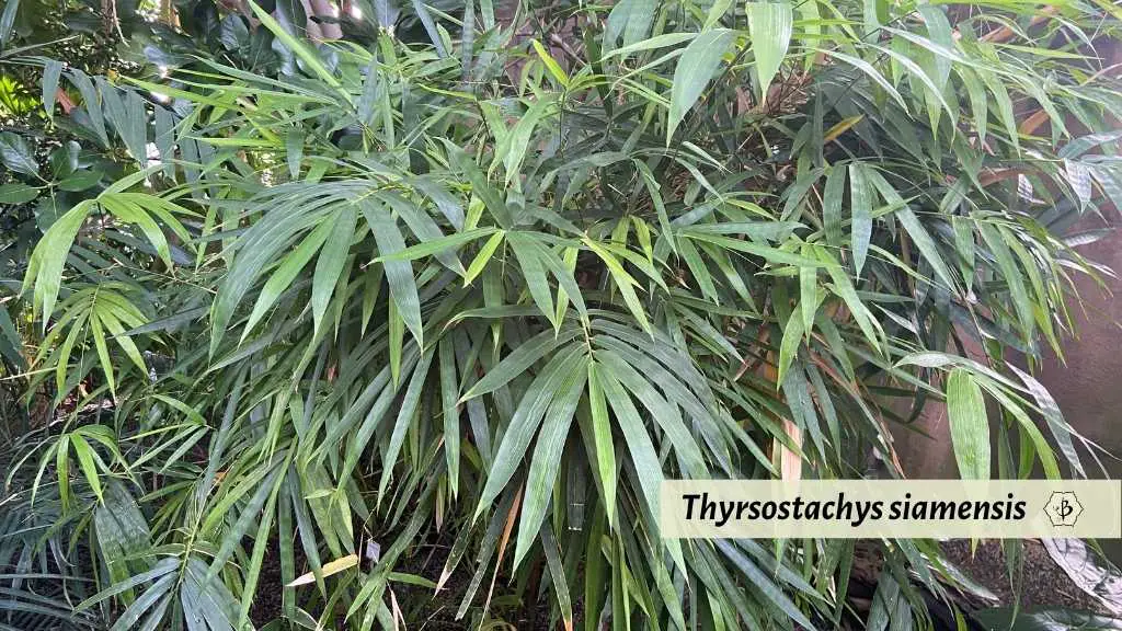 Thyrsostachys siamensis: Monastery Bamboo