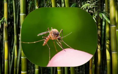 Bamboo in Malawi: Fighting Malaria and Climate Change