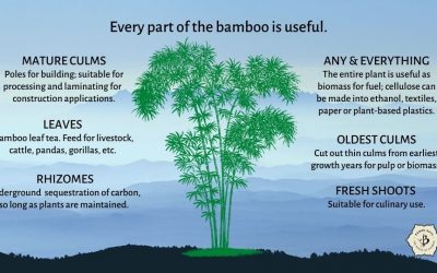 Bamboo Utility: Using every part of the plant