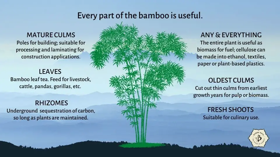 Bamboo Utility: Using every part of the plant