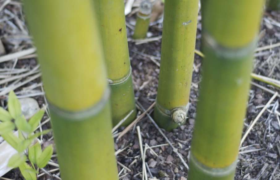 Mulching bamboo: Help your humus