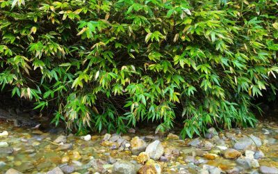 Bamboo for water purification